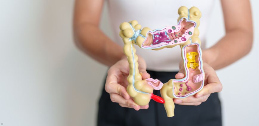 A woman holding up a model of the intestines in a human digestive system.