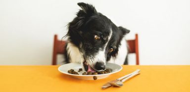 A border collie dog eating dog food off a plate.